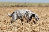 SETTER ANGLAIS 143